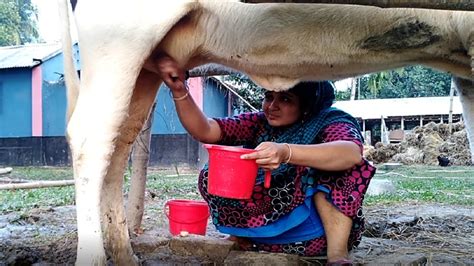 Cows Milking Beautiful Girl How To Collect Cow Milk By Hand