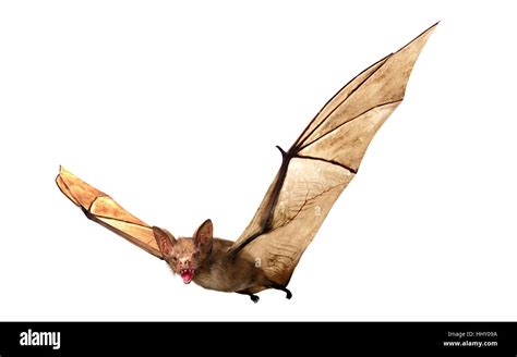 Vampire Bat Hi Res Stock Photography And Images Alamy