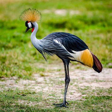 Africancrownedcrane Red Crowned Crane Crane Bird African Wildlife