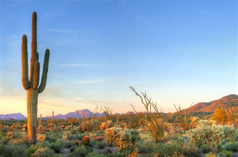 Desert cacti live in arid regions that get very little precipitation. Wild West: America's Great Frontier: Producer Patrick ...