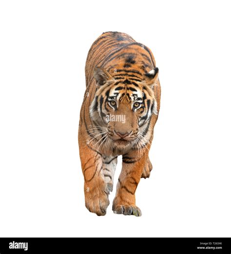 Bengal Tiger Isolated On White Background Stock Photo Alamy
