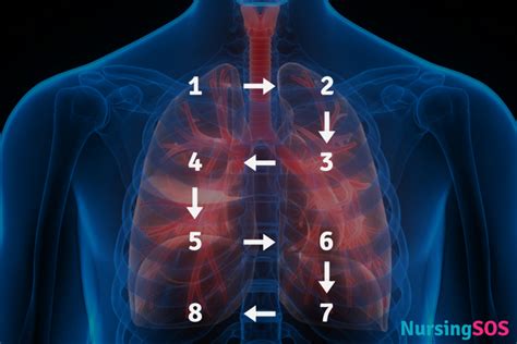 Auscultation Lung Sounds Chart