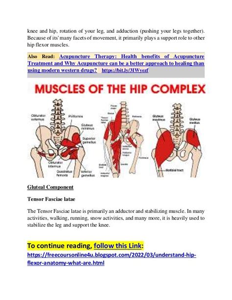 Understand The Hip Flexor Anatomy What Are The Uses Of Hip Flexors And