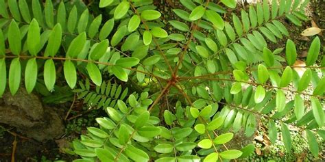 Tongkat ali, also known as long jack and malaysian ginseng, is a shrubby tree native to southeast asia, malaysia and indonesia. Tongkat Ali sebagai Herbal Ejakulasi Dini • Deherba.com