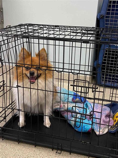 Massachusetts Pomeranian Abandoned In Crate On Hot Day Is Rescued