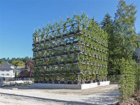 Baubotanik German Botanical Architect Grows Buildings Out Of Trees
