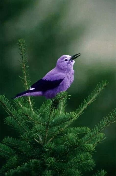 Purple Birds 35 Beautiful Birds To Make Your Day Brighter