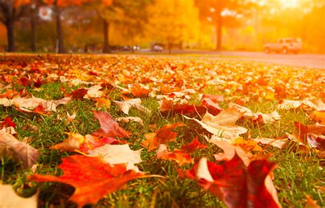 5 Fall Lawn Care Tips You Need To Know Canopy Lawn Care