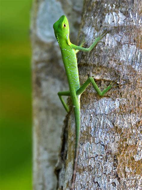 Burmese Green Crested Lizard Bronchocela Burmana