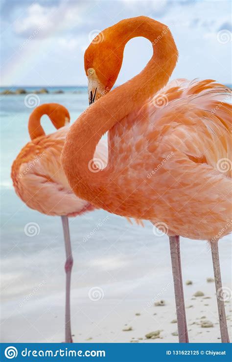 Two Wild Pink Flamingos On A Caribbean Beach 6 Stock Image Image Of