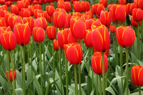 Red Tulip Background Free Stock Photo Public Domain Pictures