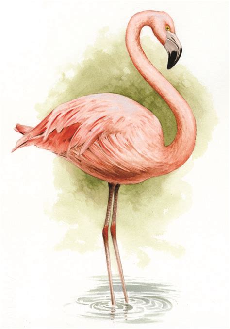 Chilean Flamingo Animal Fact Sheet Lincoln Park Zoo Flamingo