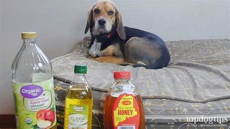 5 Best Home Remedies For Mange In Dogs All Natural Treatments Youtube