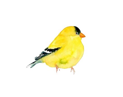Clipart Bird Goldfinch Clipart Bird Goldfinch Transparent Free For