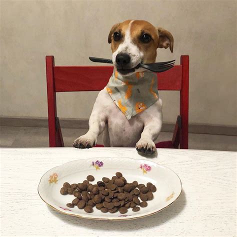 15 Funny Jack Russell Terriers Who Will Make You Smile Page 2 Of 3