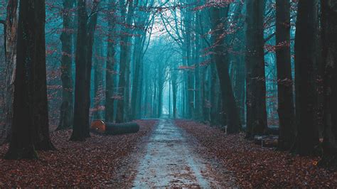 Download Wallpaper 2048x1152 Forest Fog Path Nature Autumn