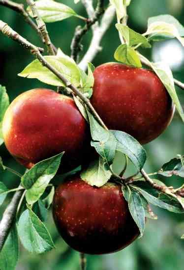 Heirloom Apple Cultivar Trees Semi Dwarf Grafted Old World Varieties