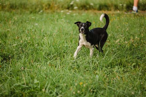 Free Picture Adorable Black Dog Walking Green Grass Pet Hunting