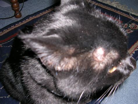 My Female Cat Is A Little Over 11 Years Old She Developed A Wart Like