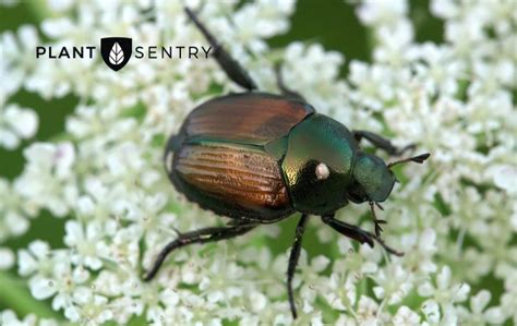 How Far Do Japanese Beetles Travel Archives Plant Sentry