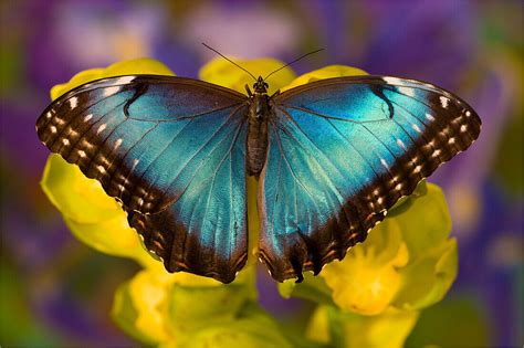 Blue Morpho Butterfly Morpho Peleides License Image 71417846