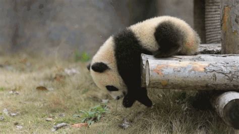 Rien Ne Vaut La Vie Panda  Funny Animal Videos Panda
