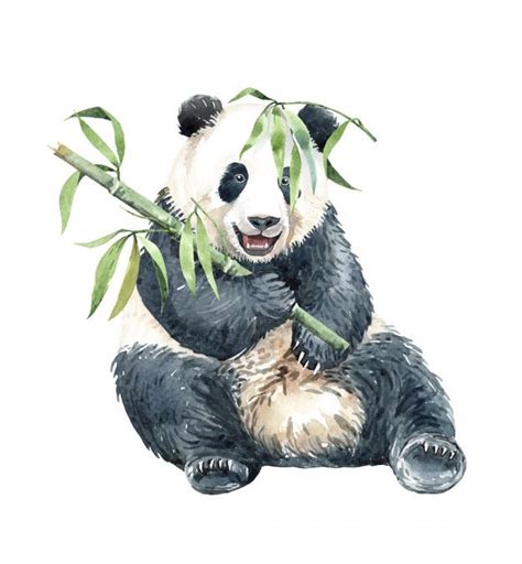 Premium Vector Watercolor Panda Eating Bamboo Panda Art Panda