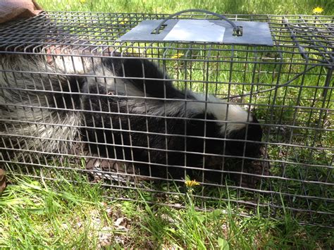 Skunk Removal | Niagara Wildlife Control