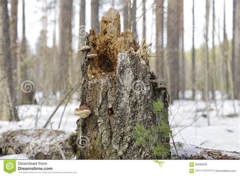 Eat The Bark Of Trees Elk In The Forest In Winter Stock Photo Image