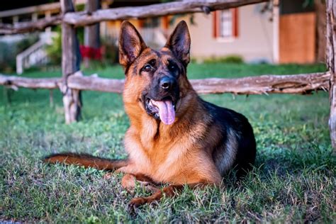 German Shepherds Puppies Adult Dogs And Training