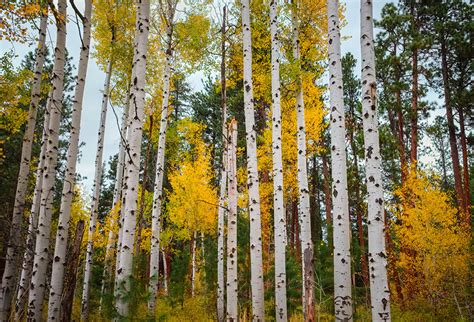 Photo Usa Aspen Colorado Birch Autumn Nature Forests Trees