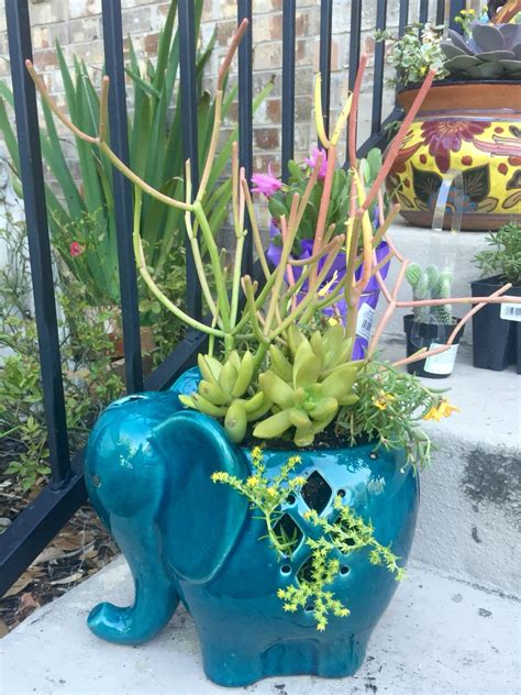 Add peat moss and perlite to the soil to help the plant retain moisture. Succulents in adorable elephant planter from Walmart ...