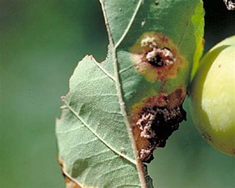 4 Common Crabapple Tree Diseases With Pictures Dengarden