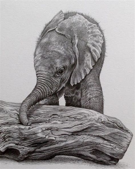 85 Simple And Easy Pencil Drawings Of Animals For Every Beginner In
