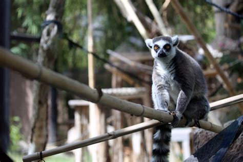 Ring Tailed Lemur Reid Park Zoo