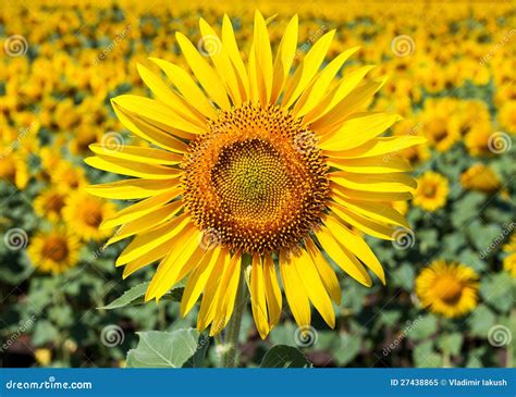 Sunflower Stock Image Image Of Blooming Flora Sunflower 27438865