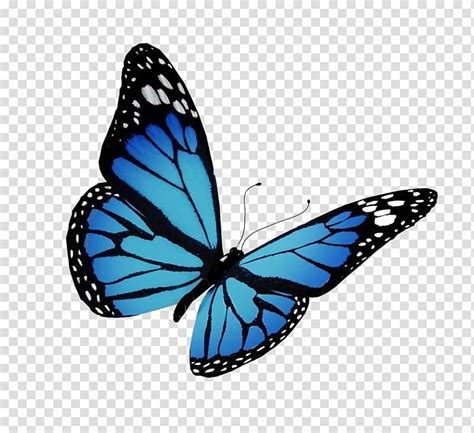Butterflies can be found gliding across maryland in woods, fields, yards and gardens. blue, black, and white butterfly, Monarch butterfly Flight ...