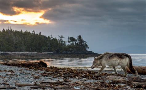 Dog Killed By Wolves At Popular Beach Report Web Top News