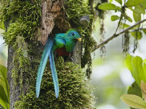 Guatemala Wildlife Top 15 Animals To See Travel Expertatravel