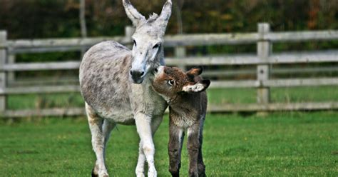 Donkey Foaling Preparation And Care The Donkey Sanctuary