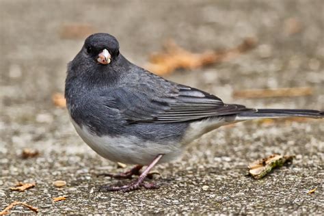 Feather Tailed Stories Dark Eyed Junco