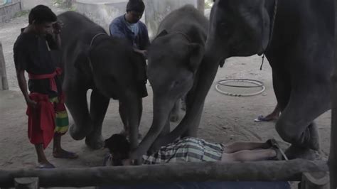 Elephant Massage Gone Wrong Youtube