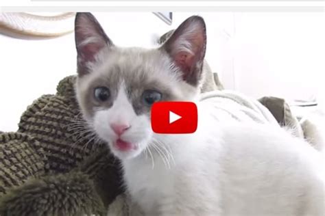 Moose The Kitten Squeaks When He Meows And Hes A Purr Factory