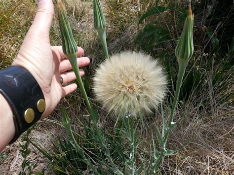 Behold The Giant Dandelion What Is It The Riotact