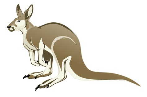 Kangaroo Free To Use Clipart 2 Clipartix
