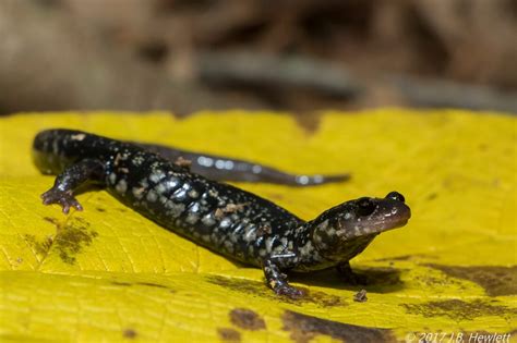 Slimy Salamander Emuseum Of Natural History