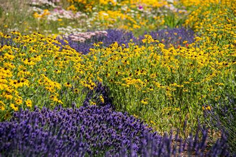 The Best Lavender Companion Plants For Your Garden 2022
