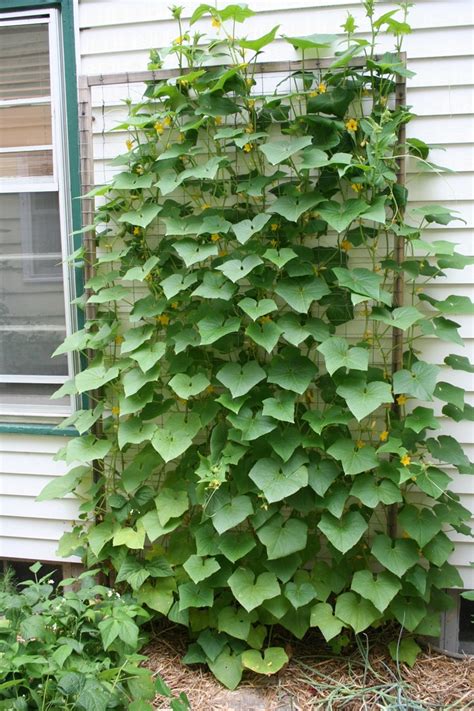 High Season Cucumber Trellis Vertical Vegetable Gardens Climbing