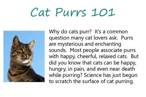 Why Do Cats Purr
