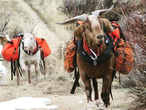 Pack Goats Lighten Boise Mans Load In The Backcountry